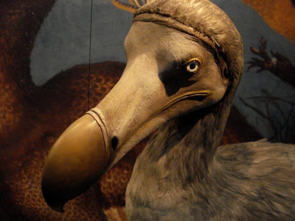 Dodo