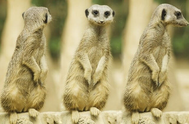 meerkat-275967_640